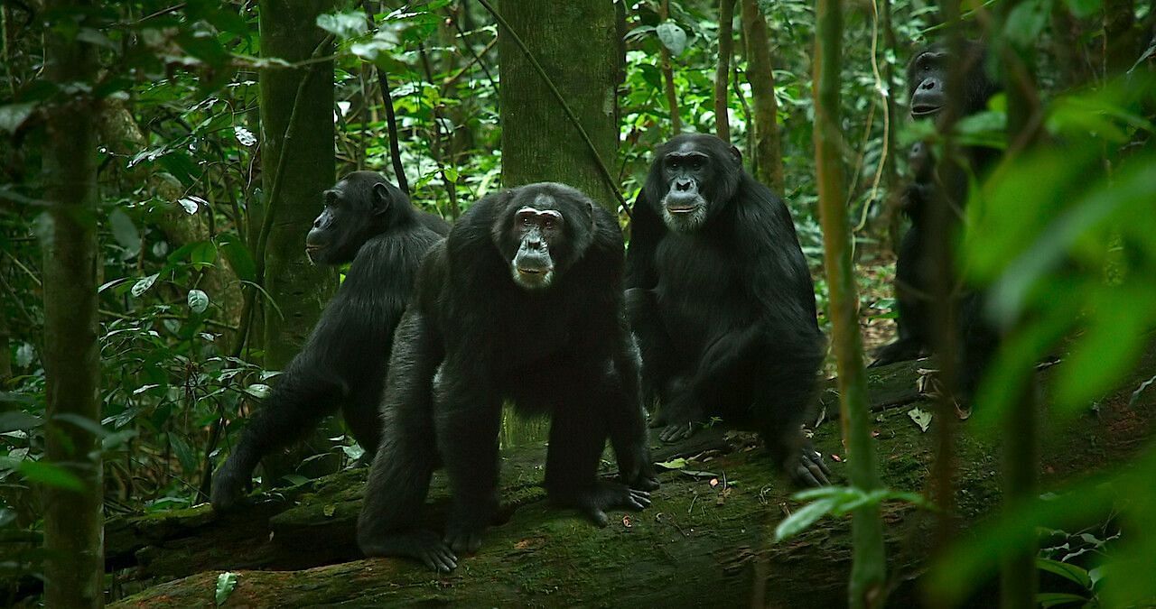 Chimp Empire (Image via Netflix)
